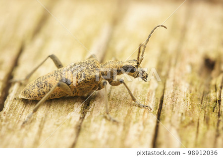 Closeup on a the large European black-spotted longhorn beetle ,Rhagium mordax, sitting on wood 98912036