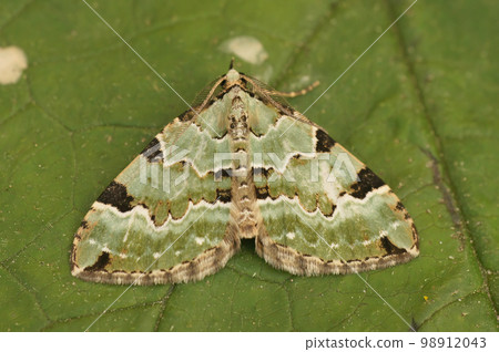 Closeup on the colorful patterned triangle shaped Green carpet geometer moth, Colostygia pectinataria, with spread wings on a leaf 98912043
