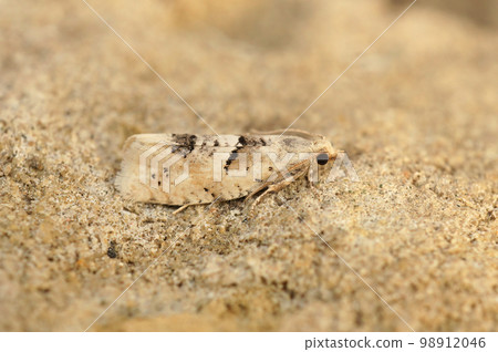 Closeup on the small Crescent Bell tortrix leafroller moth, Epinotia bilunana sitting on a stone 98912046