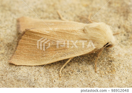 Detailed closeup on the pale colored Fen Wainscot owlet moth, Arenostola phragmitidis Detailed closeup on the pale colored Fen Wainscot owlet moth, Arenostola phragmitidis 98912048
