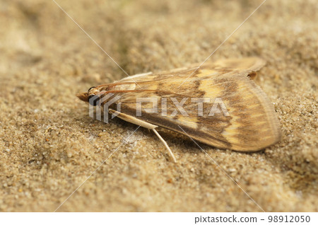 Closeup on a pale brown to yellow colored European corn borer, Ostrinia nubilalis, a pest for agriculture Closeup on a pale brown to yellow colored European corn borer, Ostrinia nubilalis, a pest for agriculture 98912050
