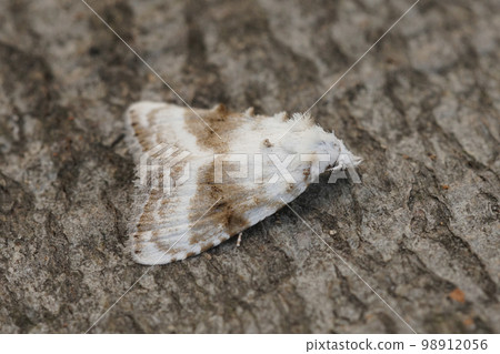 Closeup on the not so common encountered Kent black arches nolidae moth, Meganola albula sitting on wood Closeup on the not so common encountered Kent black arches nolidae moth, Meganola albula sitting on wood 98912056