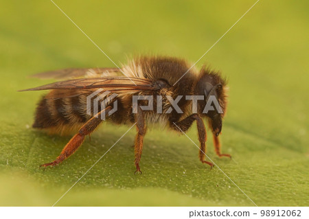 Closeup on a Mediteranean leafcutter bee, Megachile pyrenaica, with it's typical red hind leg 98912062