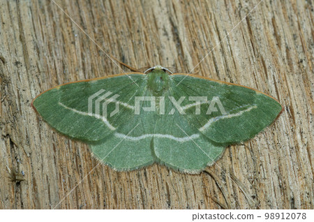 Closeup on the green form of the Barred Red geometer moth, Hylaea fasciaria with spread wings on wood Closeup on the green form of the Barred Red geometer moth, Hylaea fasciaria with spread wings on wood 98912078