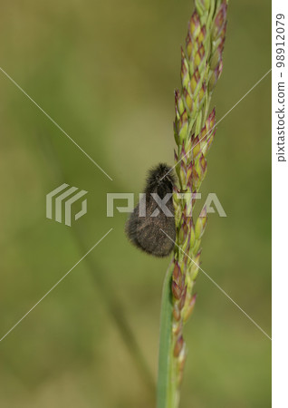 Vertical closeup on a male of the rare , black Round-winged bagworm micro moth, Epichnopterix plumella 98912079