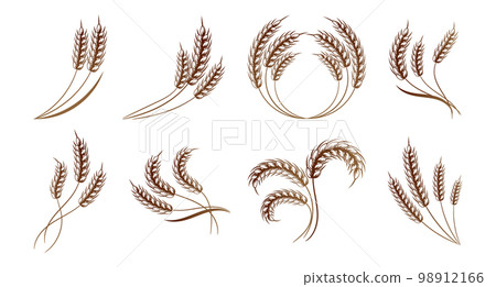 Set of spikelets of wheat, rye, barley. Brown design. Decor elements, logos, icons, vector 98912166