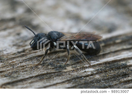 Closeup on a small mainly black colored Cucumber Small Carpenter solitary bee, Ceratina cucurbutina, sitting on wood 98913007