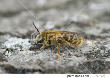 Close up of a colorful female of the small golden furrow bee, Halictus subauratus sitting on wood Close up of a colorful female of the small golden furrow bee, Halictus subauratus sitting on wood 98913010