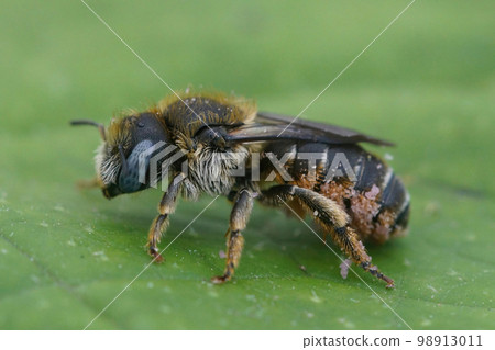 Macro closeup of a blue-eyed female Spined Mason Bee, Osmia spinulosa, solitary bee on green leaf background Macro closeup of a blue-eyed female Spined Mason Bee, Osmia spinulosa, solitary bee on green leaf background 98913011