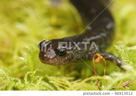 Facial closeup on an endangered Del Norte Salamander , Plethodon elongatus, in North California Facial closeup on an endangered Del Norte Salamander , Plethodon elongatus, in North California 98913012
