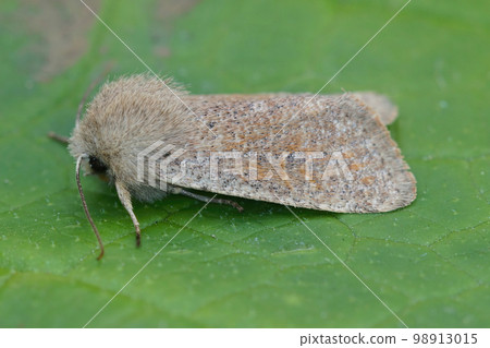 Detailed closeup on the European light brown colored small quaker owlet moth, Orthosia cruda, sitting on a green leaf 98913015