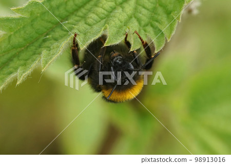 Closeup on a buff-tailed bumblebee, Bombus terrestris, hanging down on a green nettle leaf 98913016