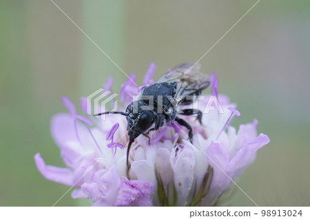 Closeup of the black cleptoparasite cuckoo bee, Stelis simillima sitting on a purple scabious flower 98913024