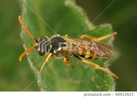 Dorsal closeup on a red-eyed female Gooden's nomad cleptoparasite solitary bee, Nomada goodeniana 98913025