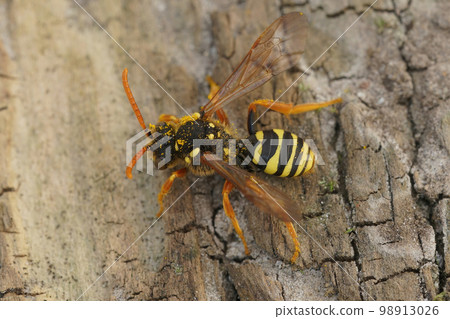 Dorsal closeup on a black and white female gooden's nomad bee, Nomada goodeniana with open wings 98913026