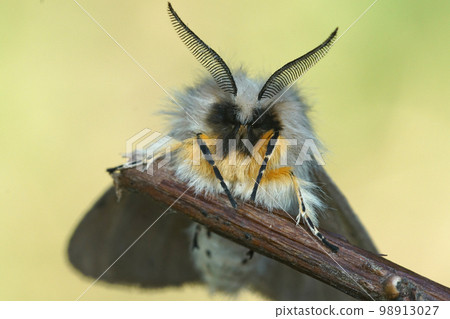Close-up macro image of hairy head and face of Diaphora mendica moth Muslin moth hanging on a twig 98913027