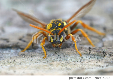 Detailed facial close up view on a female yellow black cleptoparasite Gooden's Nomad bee , Nomada goodeniana covered with pollen 98913028