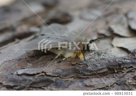 Detailed close-up macro image of Diaphora mendica, Muslin moth sitting on wood in the garden 98913031