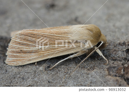 Detailed closeup of the pale brown colored common wainscot moth, Mythimna pallens on a piece of wood 98913032