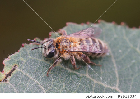 Soft and colorful closup on a furry female of the oligolectic Heather mining bee, Andrena fuscipes sitting on a green leaf 98913034