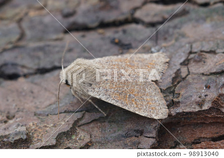 Closeup on the European light brown colored small quaker owlet moth, Orthosia cruda, sitting on wood Closeup on the European light brown colored small quaker owlet moth, Orthosia cruda, sitting on wood 98913040