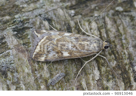 Closeup on a Mediterranean Beet Webworm moth, Loxostege sticticalis sitting on wood Closeup on a Mediterranean Beet Webworm moth, Loxostege sticticalis sitting on wood 98913046