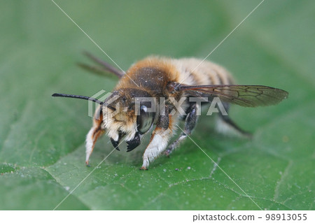 Frontal close up of the male of Willughby's leaf-cutter bee, Megachile willughbiella sitting on a green leaf Frontal close up of the male of Willughby's leaf-cutter bee, Megachile willughbiella sitting on a green leaf 98913055
