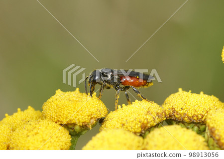 Closeup on the large, brilliant red cleptoparasite blood bee, Sphecodes species, sitting on yellow Tansy flower in the field 98913056