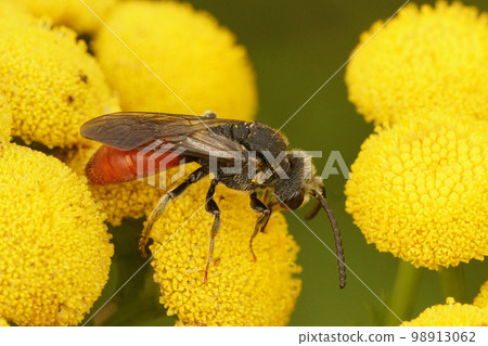 Closeup on the large, brilliant red cleptoparasite blood bee, Sphecodes albilabris sitting on yellow Tansy flower in the field 98913062