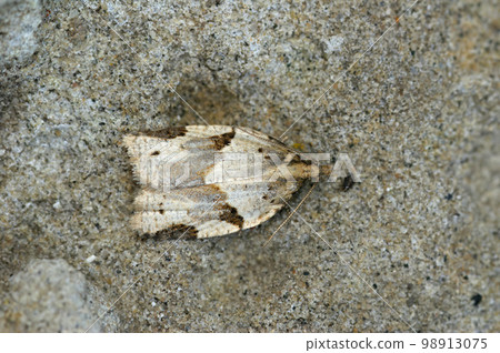 Dorsal closeup on a rather small Cyclamen tortrix moth, Clepsis spectrana sitting on a stone Dorsal closeup on a rather small Cyclamen tortrix moth, Clepsis spectrana sitting on a stone 98913075