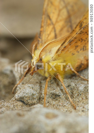 Closeup on the yellow Canary-shouldered Thorn geometer moth, Ennomos alniaria 98913080