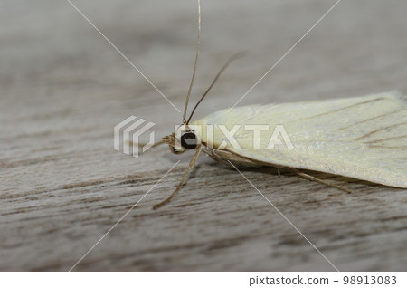 Closeup on the white colored carrot seed moth, Sitochroa palealis, sitting on wood Closeup on the white colored carrot seed moth, Sitochroa palealis, sitting on wood 98913083