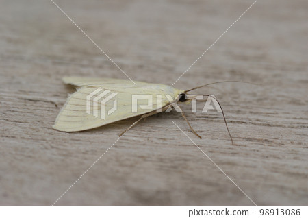 Closeup on the white colored carrot seed moth, Sitochroa palealis, sitting on wood 98913086