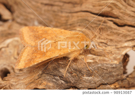 Closeup on the Mediterranean orange colored Cotton Bollworm moth, Helicoverpa armigera, sitting on wood 98913087