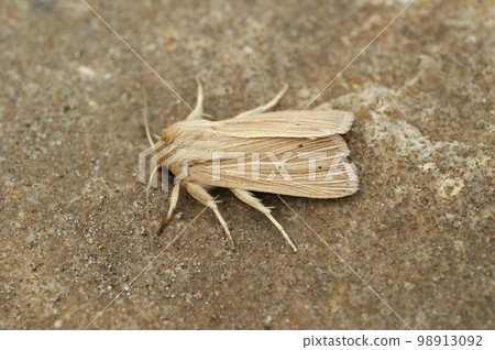 Frontal closeup of the pale brown colored common wainscot moth, Mythimna pallens on a piece of wood Frontal closeup of the pale brown colored common wainscot moth, Mythimna pallens on a piece of wood 98913092