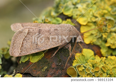 Closeup on the Common Quaker owlet moth, Orthosia cerasi sitting on wood 98913104