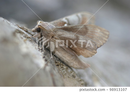Closeup on the Pine-tree lappet, Dendrolimus pini sitting on wood Closeup on the Pine-tree lappet, Dendrolimus pini sitting on wood 98913107