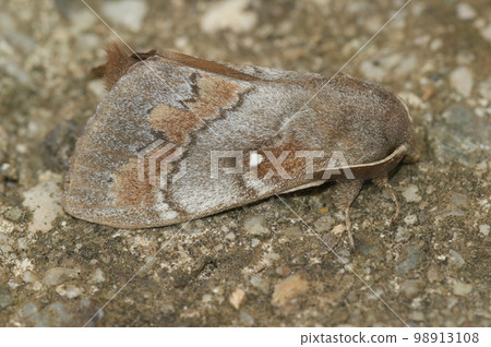 Closeup on the Pine-tree lappet, Dendrolimus pini sitting on wood 98913108