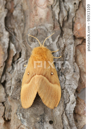 Detailed closeup on the Oak Eggar moth, Lasiocampa quernus Detailed closeup on the Oak Eggar moth, Lasiocampa quernus 98913109