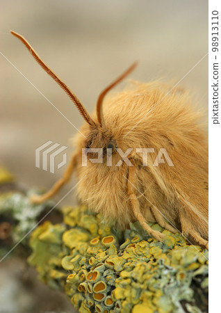 Detailed closeup on the Oak Eggar moth, Lasiocampa quernus 98913110
