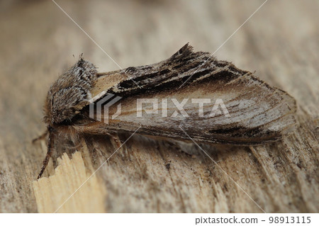 Closeup on the Swallow Prominent owlet moth, Pheosia tremula sitting on wood 98913115
