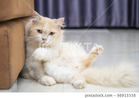 White and brown persian cat with a cute face. 98913338