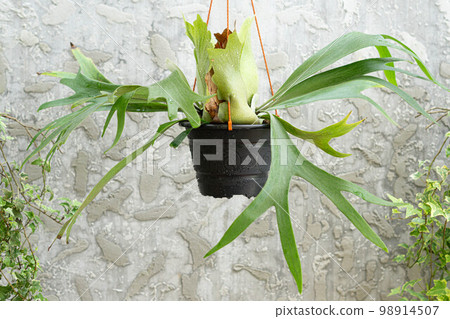 Elkhorn fern on hanging pot with gray concrete background 98914507