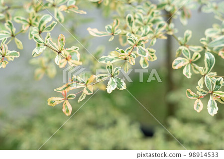Selective Focus of A close up Bucida Molineti Leaf,shallow dept of field. Blurred Background.  98914533