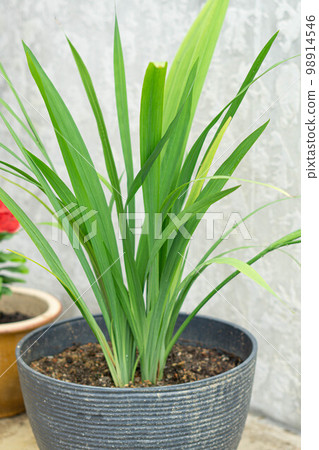 green grass with concrete background 98914546