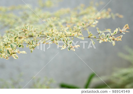 Selective Focus of A close up Bucida Molineti Leaf,shallow dept of field. Blurred Background.  98914549