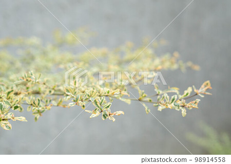 Selective Focus of A close up Bucida Molineti Leaf,shallow dept of field. Blurred Background. Selective Focus of A close up Bucida Molineti Leaf,shallow dept of field. Blurred Background. 98914558