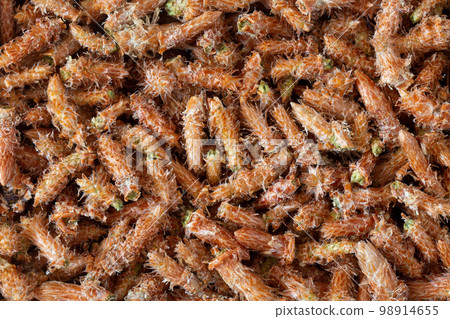 Placer of pine buds, medicinal raw, close-up macro top view. Placer of pine buds, medicinal raw, close-up macro top view. 98914655