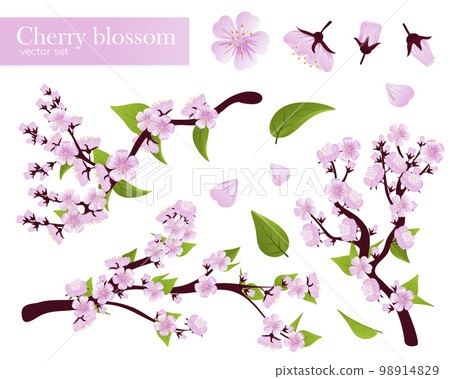 Set of branch of sakura with flowers and leaves. Spring sakura cherry blooming flowers, pink petals and branches vector set 98914829
