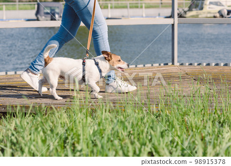 Active woman walking with dog on pier on bright sunny spring day 98915378